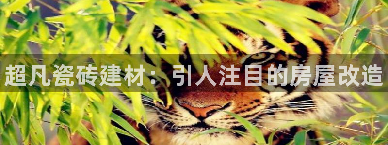 杏鑫娱乐开发团队